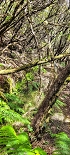 Plants: image 89 Of 208 Thumb